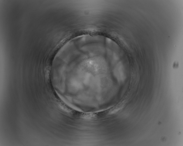 X0000094420576200712061054