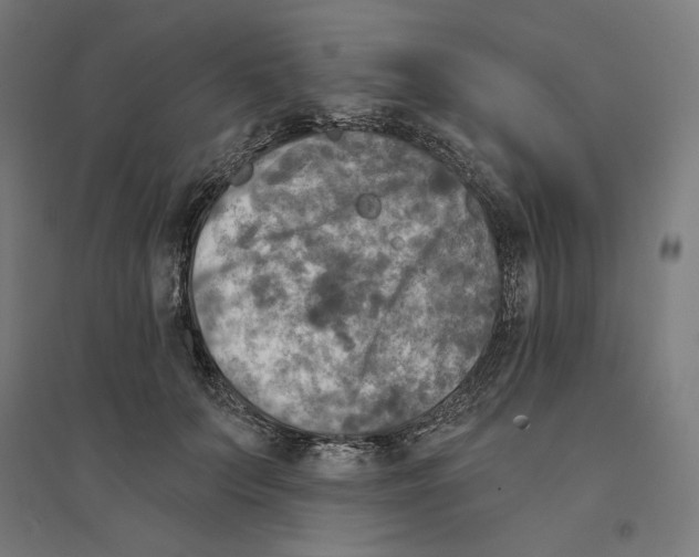 X0000094420703200712061051