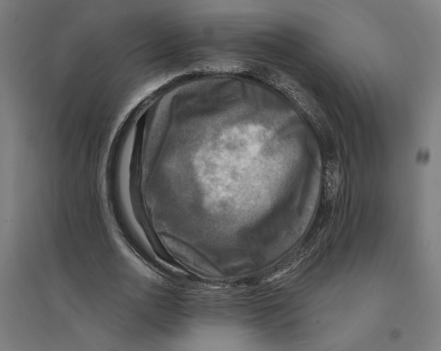 X0000094420726200712061050