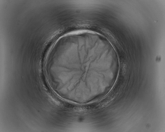 X0000094420729200712061050