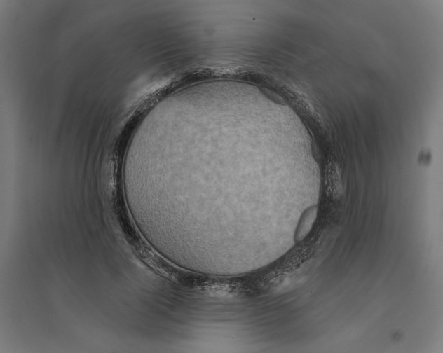 X0000094420740200712061051