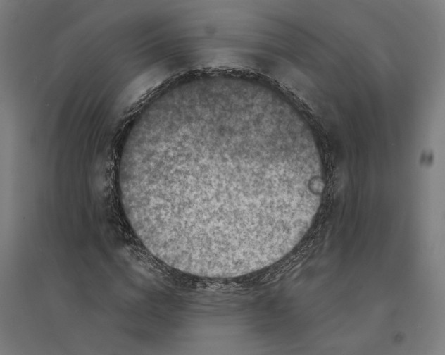 X0000094420824200712061049