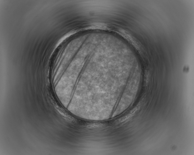 X0000094420830200712061049