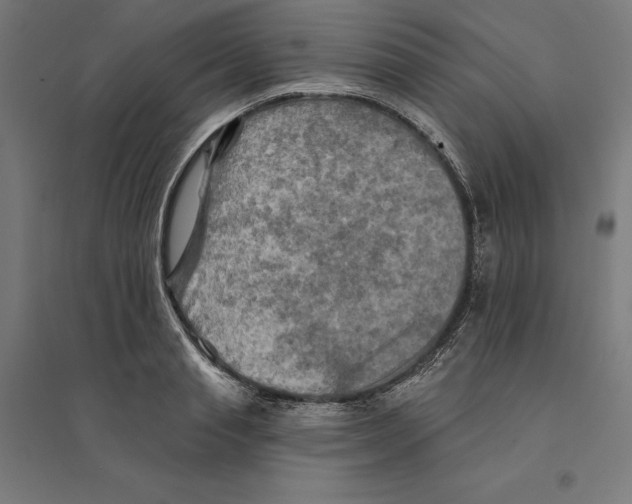 X0000094420845200712061049