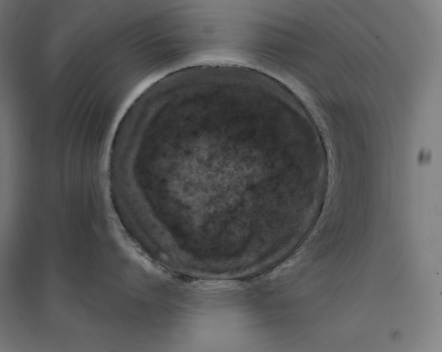 X0000094420864200712061050