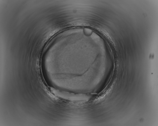 X0000094420881200712061049