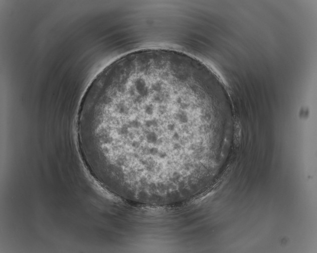 X0000094420895200712061048