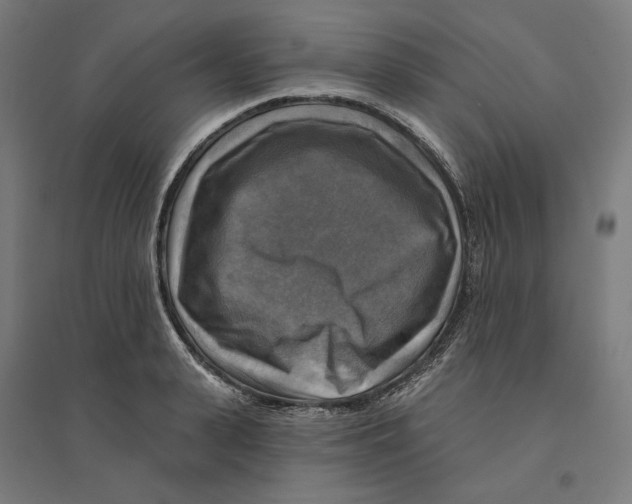 X0000094420943200712061048