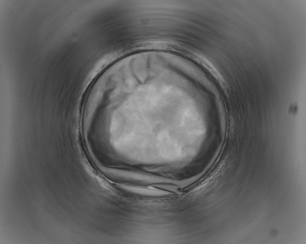 X0000094420994200712061047