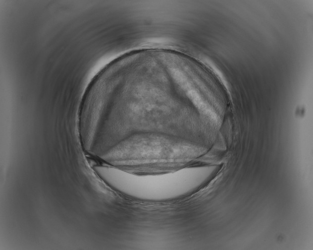 X0000094421336200712061042