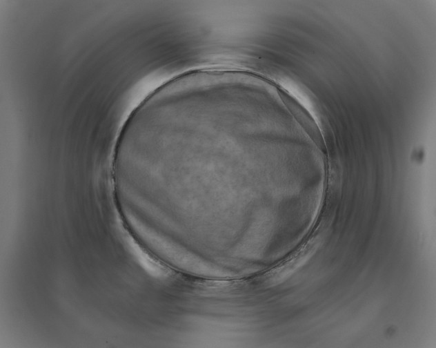 X0000094421485200712061039