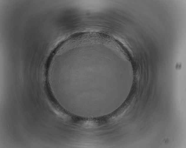 X0000094430303200711081232
