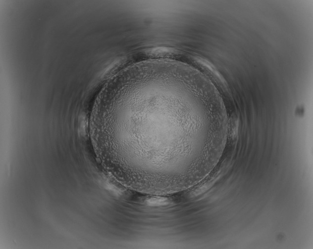 X0000094430669200711081227