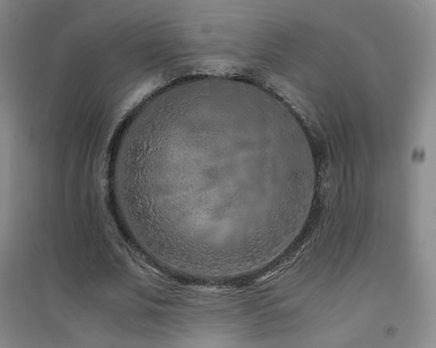 X0000094430679200711081226