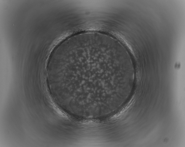X0000094430721200711081225