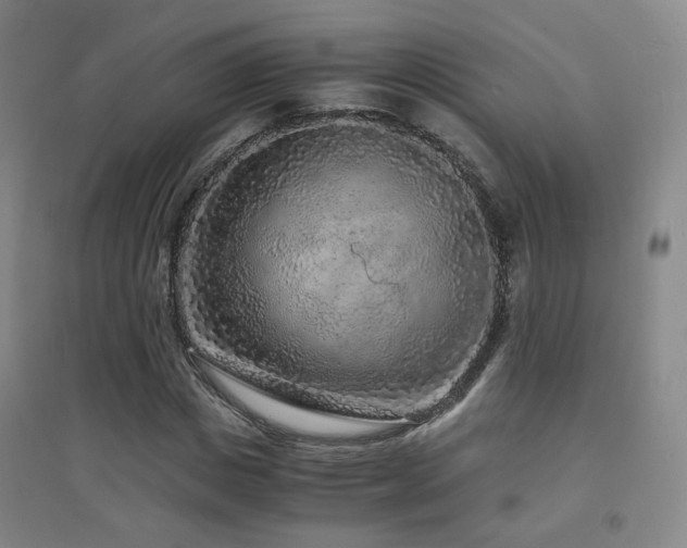 X0000094430825200711081224