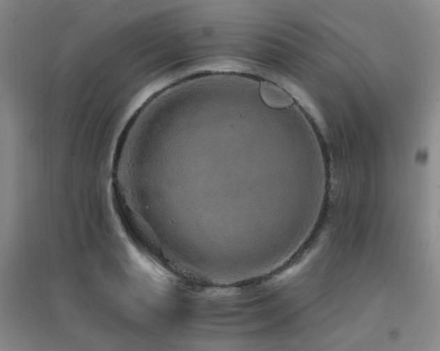 X0000094430845200711081224