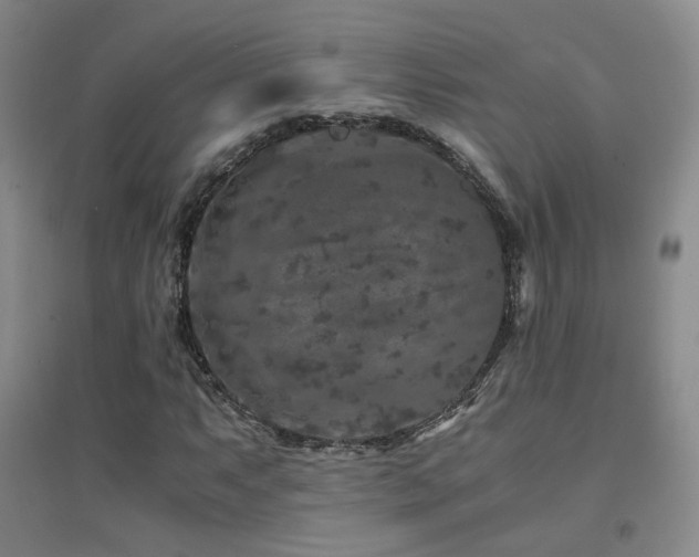 X0000094431063200711081220