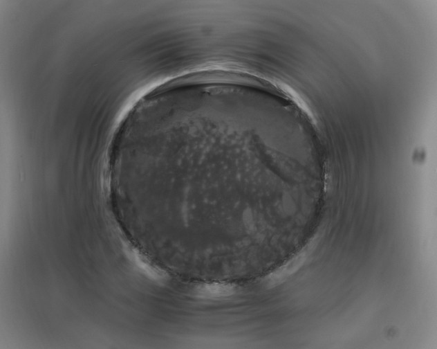 X0000094431117200711081219