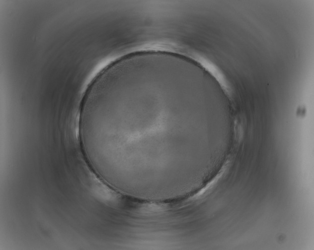 X0000094431224200711081218