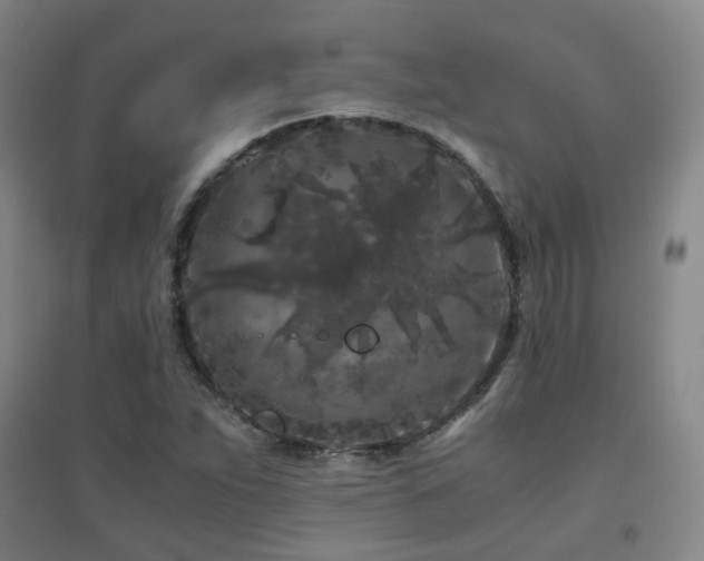 X0000094431263200711081218