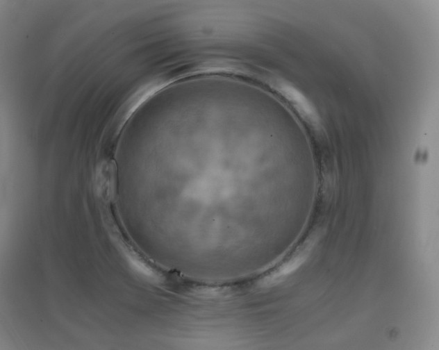 X0000094431369200711081216