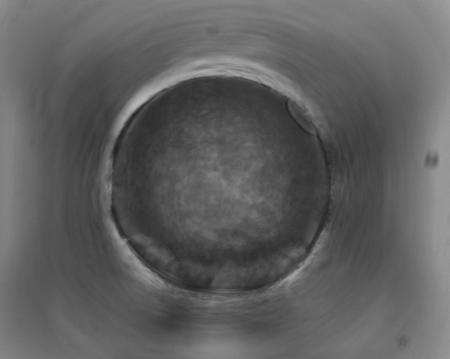 X0000094431522200711081214