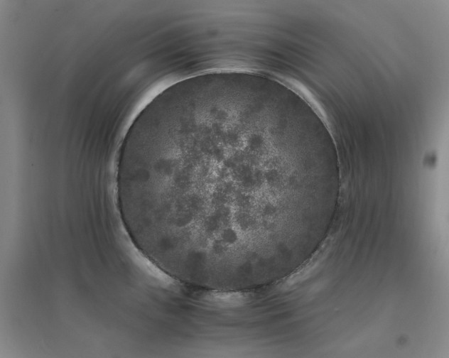 X0000094431243200711151335
