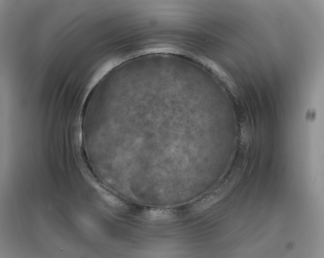 X0000094431274200711151334