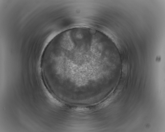 X0000094431466200711151331