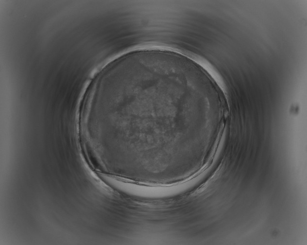 X0000094431388200711211423