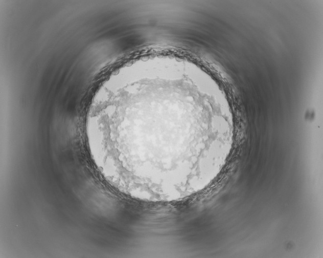 X0000094430824200711291530