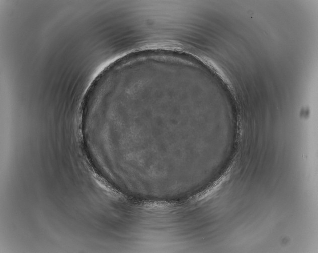 X0000094430830200711291531