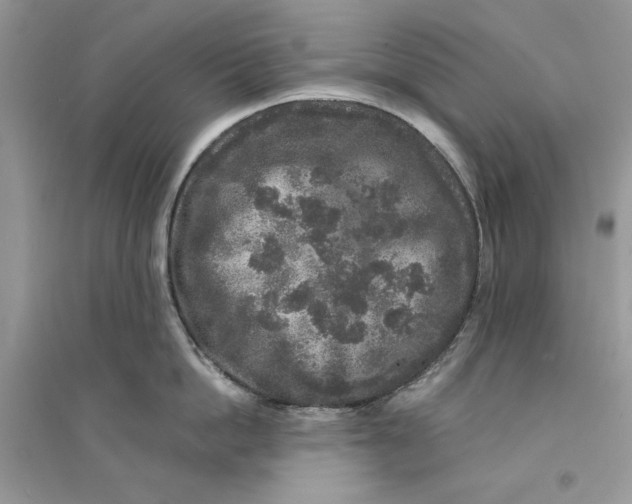 X0000094430862200711291531