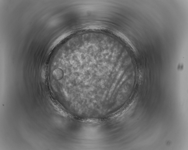 X0000094430874200711291530