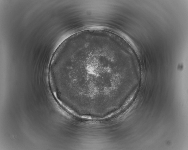 X0000094431194200711291526