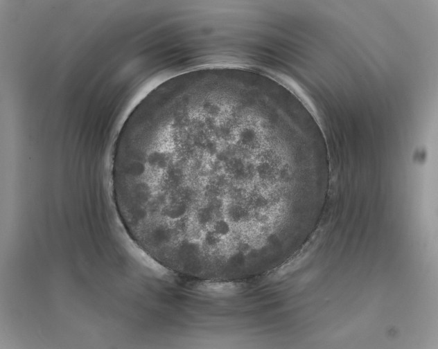 X0000094431243200711291526