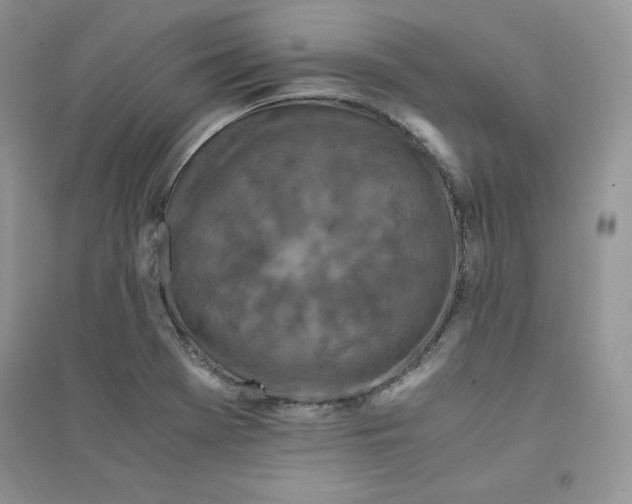 X0000094431369200711291523