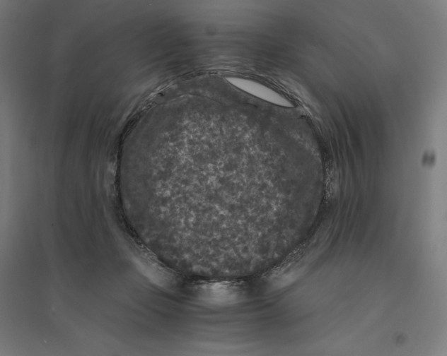 X0000094430365200712061119