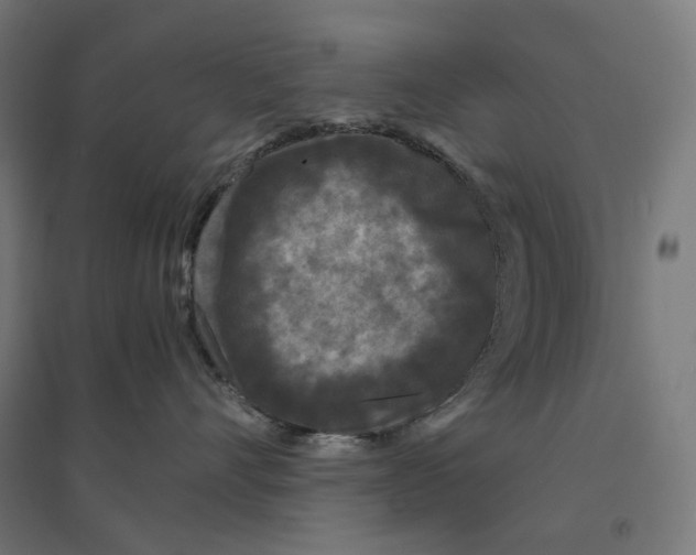 X0000094430528200712061116