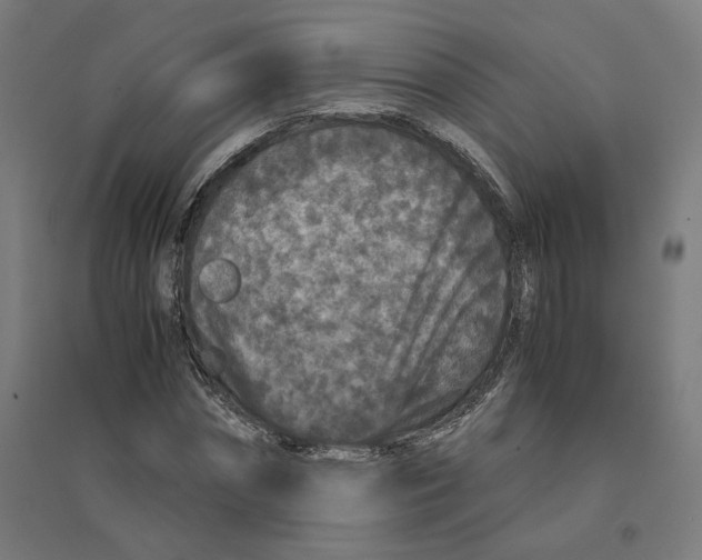 X0000094430874200712061111