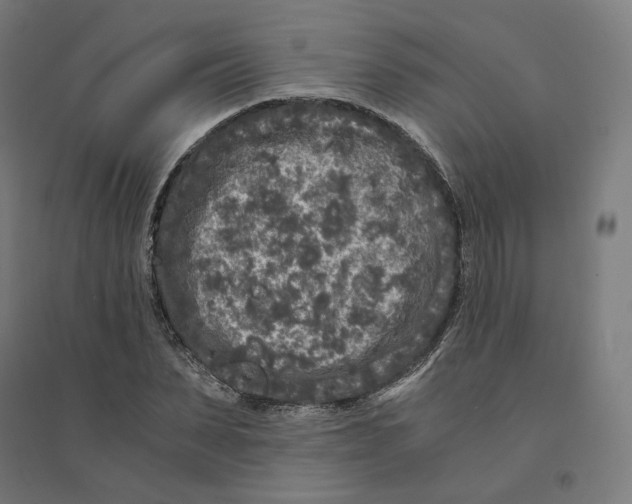 X0000094430879200712061111