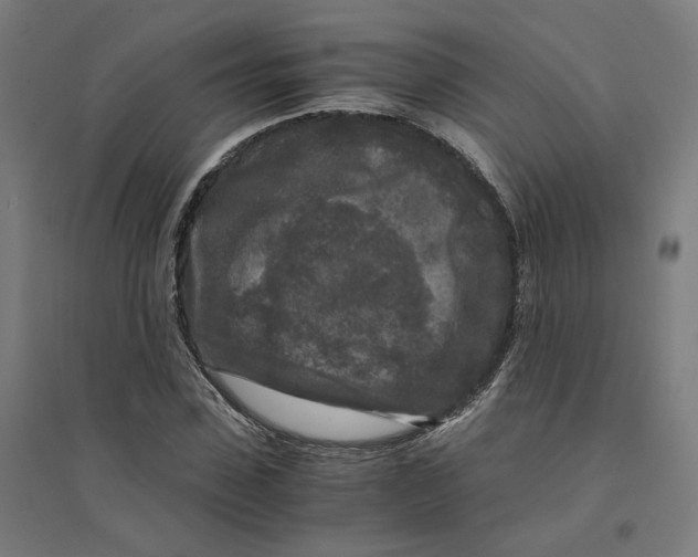 X0000094430923200712061110