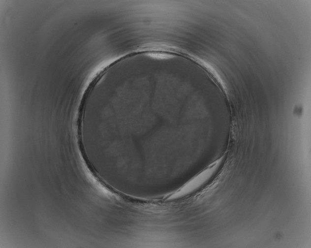 X0000094430995200712061110