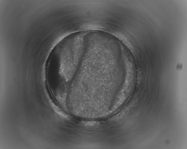 X0000094431031200712061109