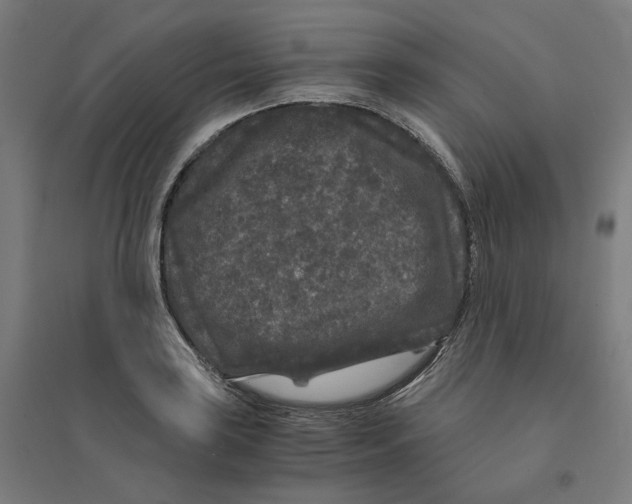 X0000094431035200712061109