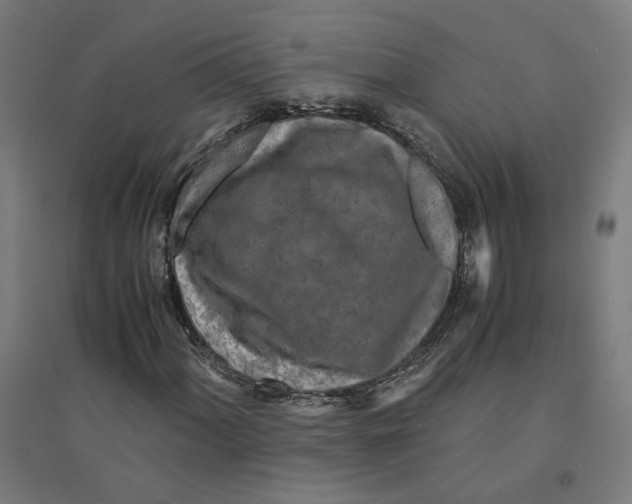 X0000094431060200712061109