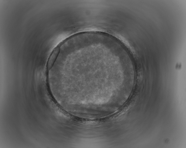 X0000094431173200712061107