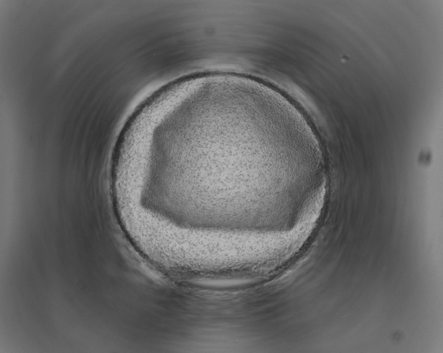 X0000094431240200712061107