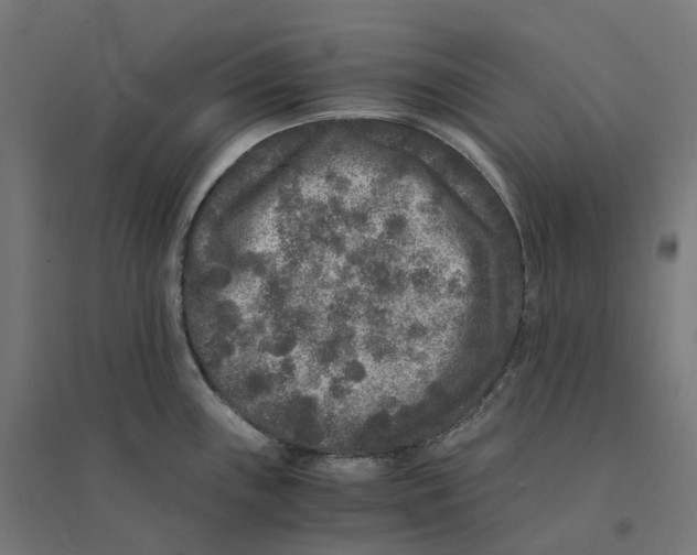 X0000094431243200712061107